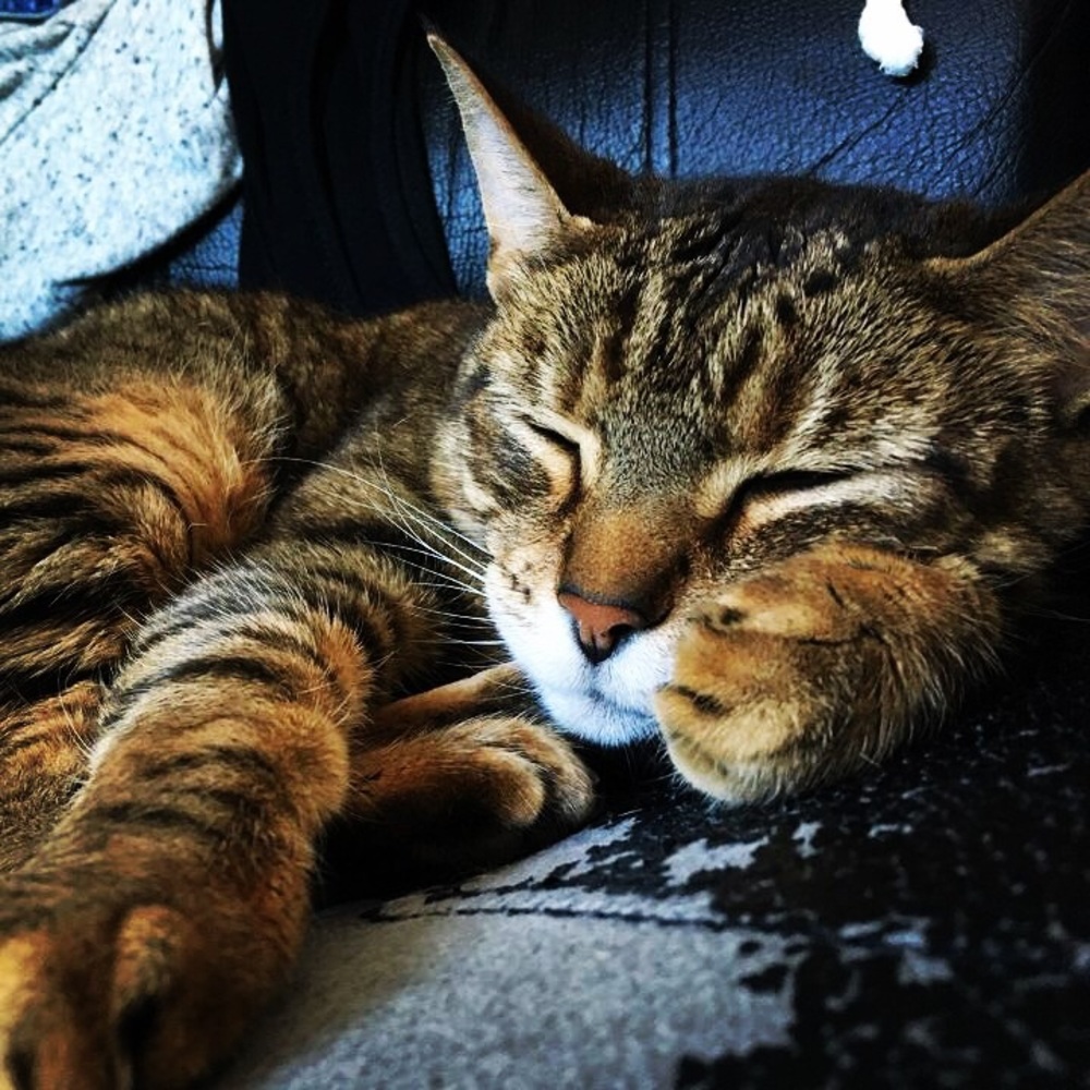 Meet your Posher, Lisa