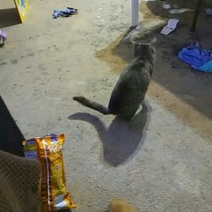 Meet your Posher, Natasha