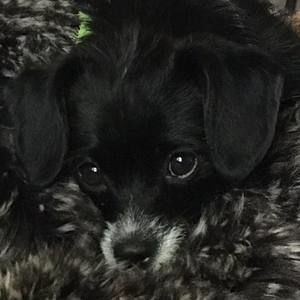 Meet your Posher, Riki
