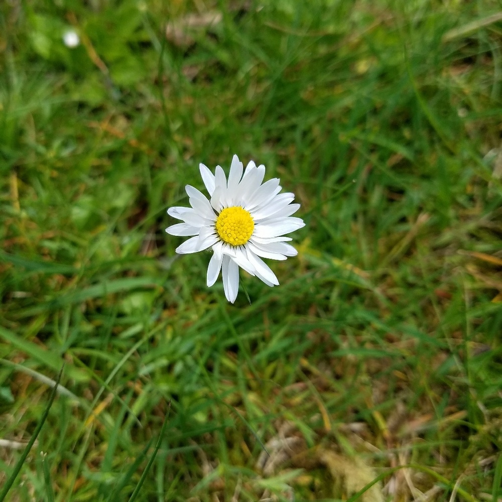 Meet your Posher, Grace