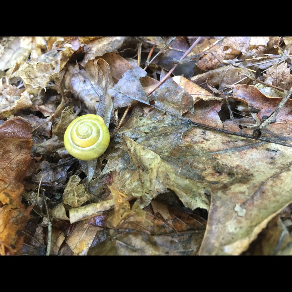 Meet your Posher, Bonnie