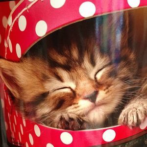 Meet your Posher, Glenda