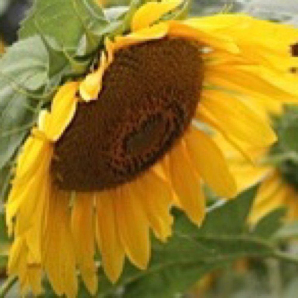 Meet your Posher, Gina