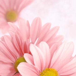 Meet your Posher, Allyson