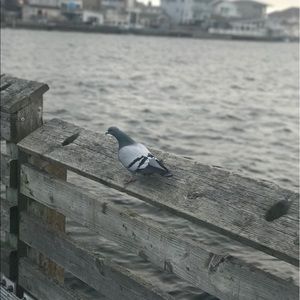 Meet your Posher, Leo