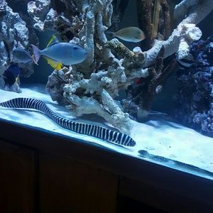 Meet your Posher, Denise