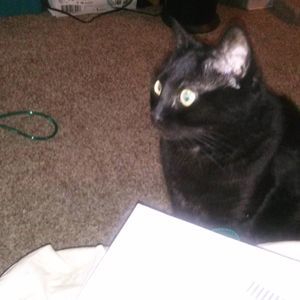 Meet your Posher, Carol