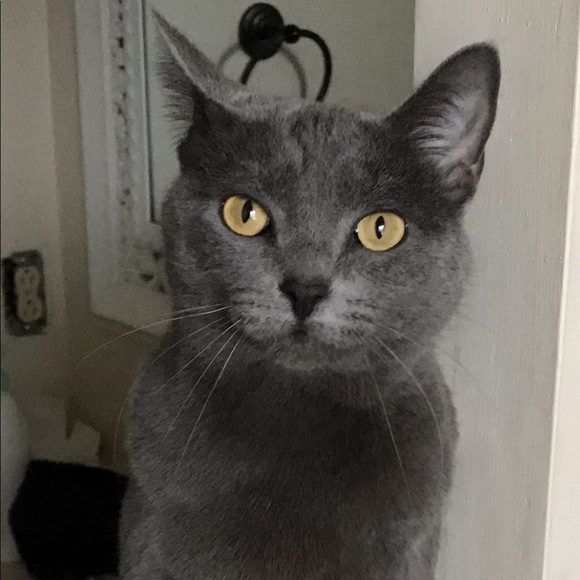 ✨♦️Meet the Posher♠️✨ - Picture 7 of 8