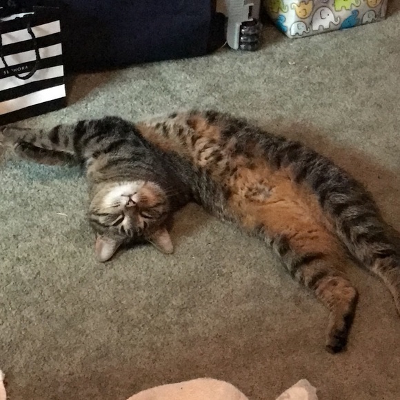 ✨♦️Meet the Posher♠️✨ - Picture 8 of 8