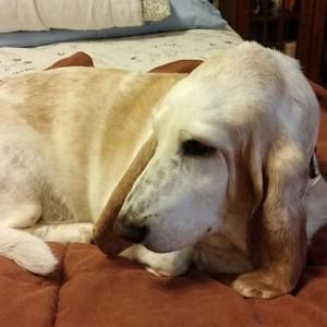 Meet your Posher, Pattie