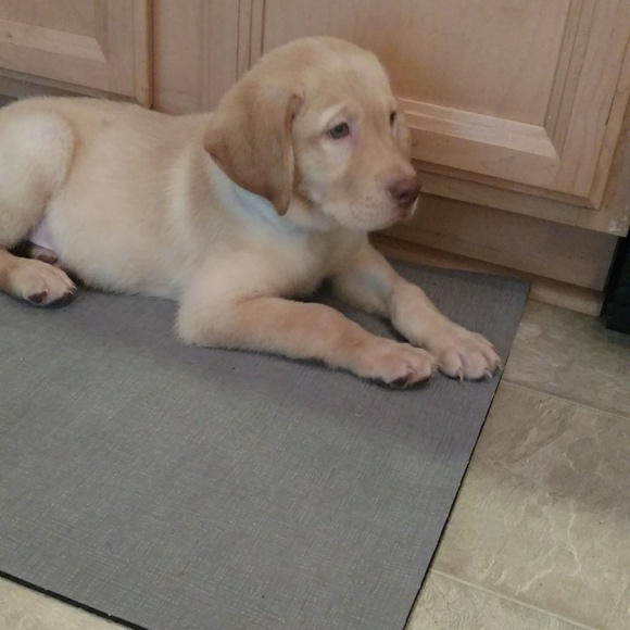 Meet ur posher🌺 - Picture 7 of 8