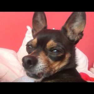 Meet your Posher, Emma