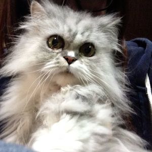 Meet your Posher, Hsing-jung