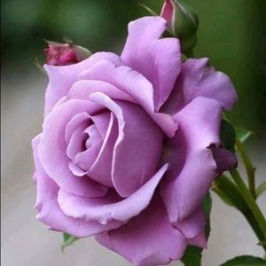 Meet your Posher, Tuong