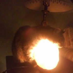 Meet your Posher, Stacy