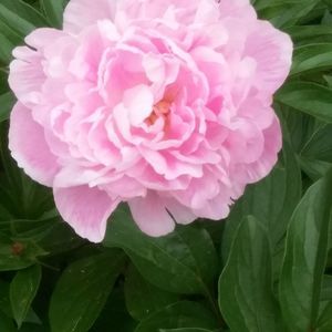 Meet your Posher, Isabel