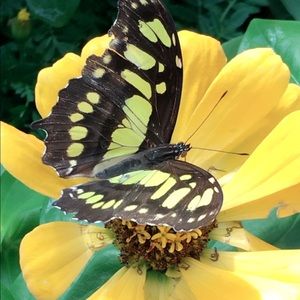 Meet your Posher, Irene