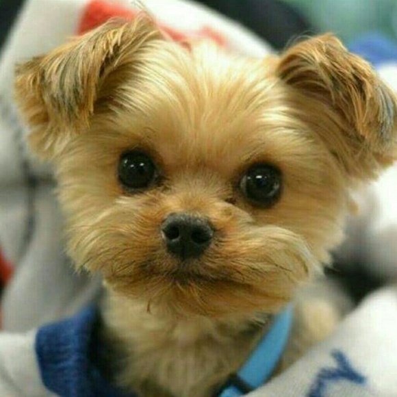 Meet your Posher, Barbara - Picture 1 of 1