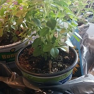 Meet your Posher, Joni