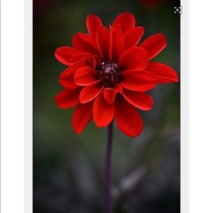 Meet your Posher, Lavette