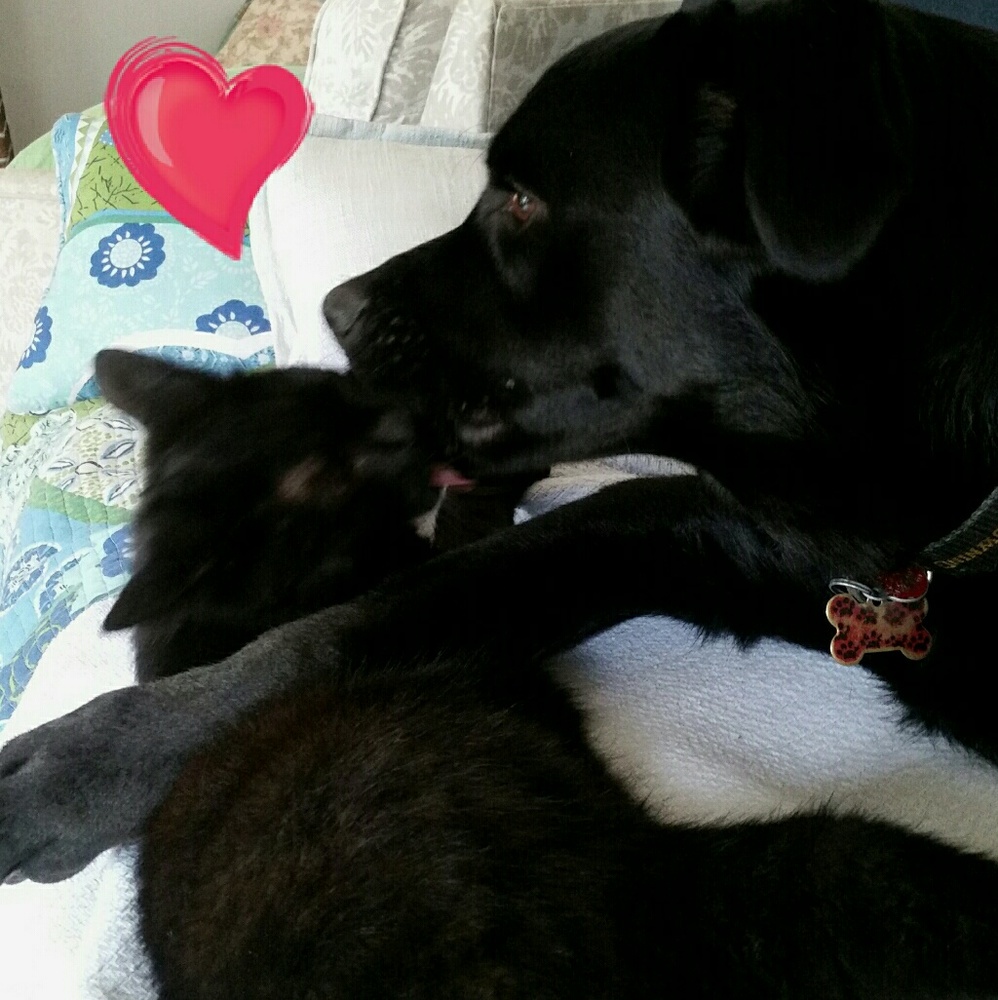 PUPPY LOVE is always FREE!💕