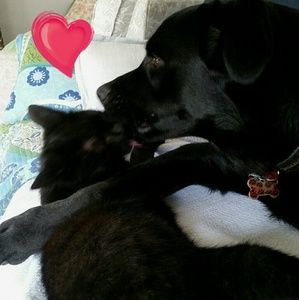 PUPPY LOVE is always FREE!💕