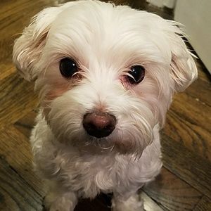 Meet your Posher, Steve