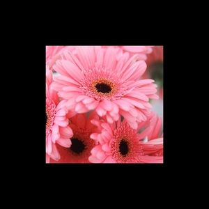 Meet your Posher, Ofelya