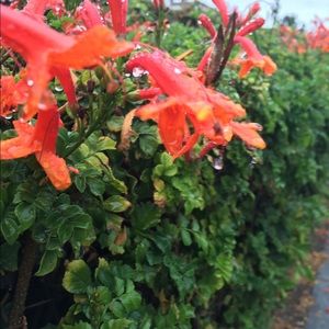 Meet your Posher, Angelo