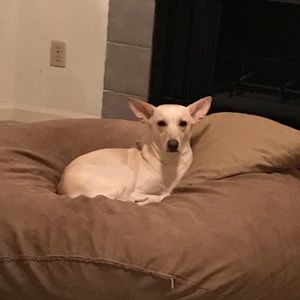 Meet your Posher, Cesar