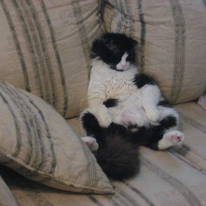 Meet your Posher, Cherie
