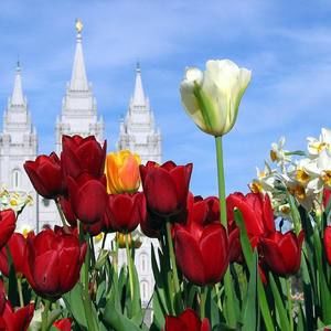 Meet your Posher, Mvs