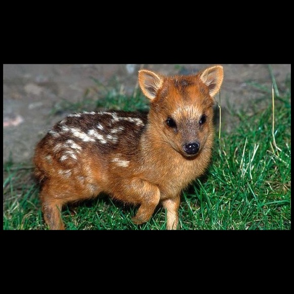 Meet your Posher, Chloe - Picture 1 of 1