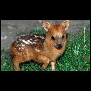 Meet your Posher, Chloe