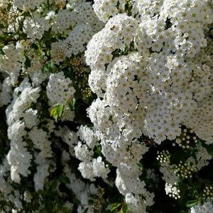 Meet your Posher, Shaylee