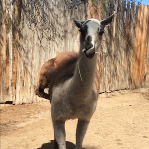 Meet your Posher, Pamela