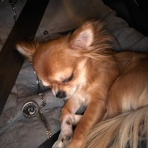 Meet your Posher, Casey