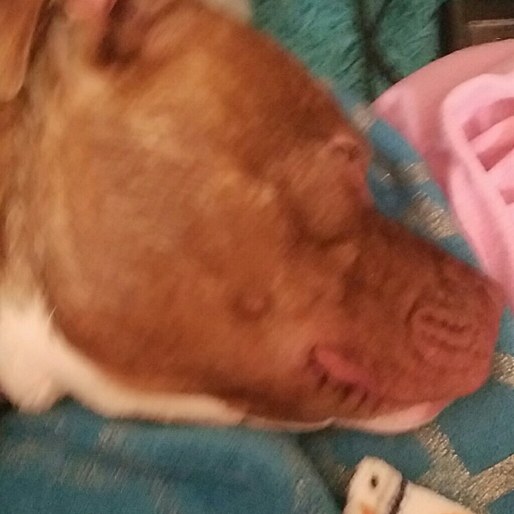 Meet your Posher, Oscar