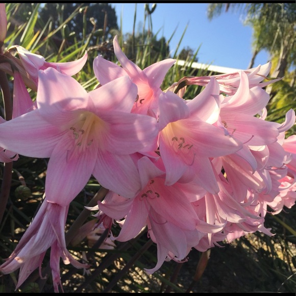 ItemsLovinglySentFromMyCACloset❤️🎁😍 - Picture 6 of 8