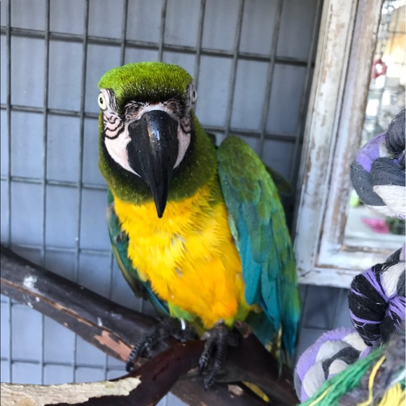 Meet your Posher, Hernan - Picture 1 of 1