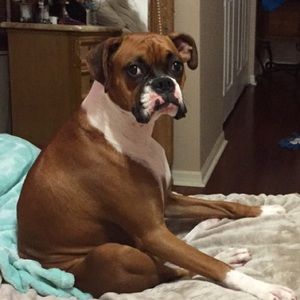 Meet your Posher, James