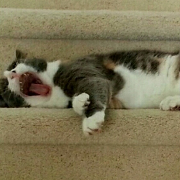 Meet your Posher, L - Picture 1 of 1