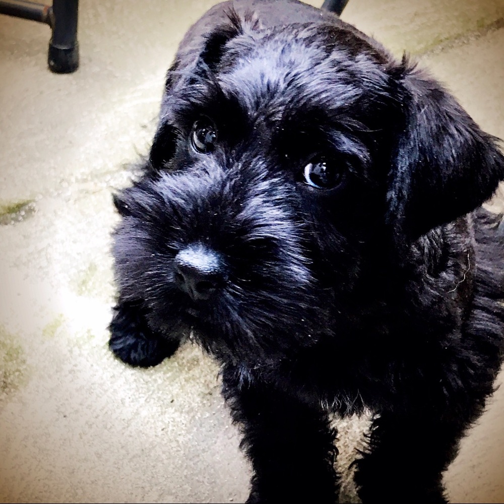 Meet your Posher, Simone