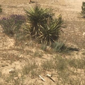 Meet your Posher, Yolanda