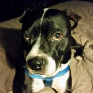 Meet your Posher, Shane