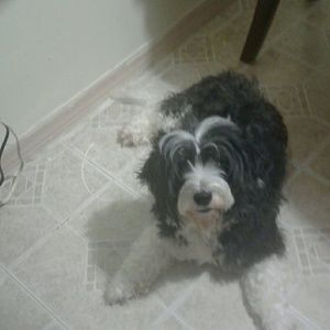 Meet your Posher, Alice