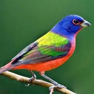 Meet your Posher, Gerlinde