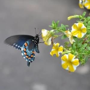 Meet your Posher, Yolanda