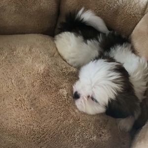 Meet your Posher, Ally