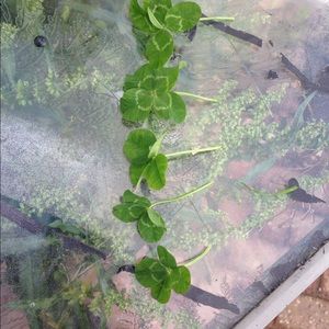 Meet your Posher, Gigi